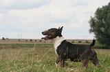 BULL TERRIER MINIATURE 060